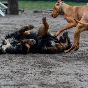 Dog Play